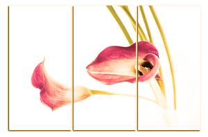 Slika na platnu - Cvijet ljiljana 179FB (150x100 cm)