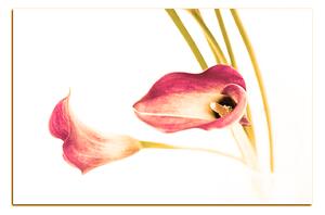 Slika na platnu - Cvijet ljiljana 179FA (60x40 cm)