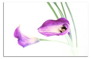 Slika na platnu - Cvijet ljiljana 179A (60x40 cm)