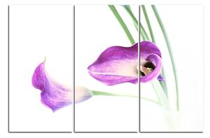 Slika na platnu - Cvijet ljiljana 179B (150x100 cm)