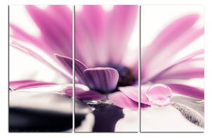 Slika na platnu - Kap rose na laticama cvijeta 180B (150x100 cm)