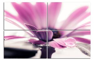 Slika na platnu - Kap rose na laticama cvijeta 180D (150x100 cm)