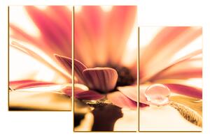 Slika na platnu - Kap rose na laticama cvijeta 180QC (120x80 cm)