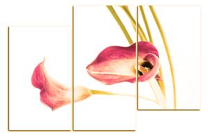 Slika na platnu - Cvijet ljiljana 179FC (120x80 cm)