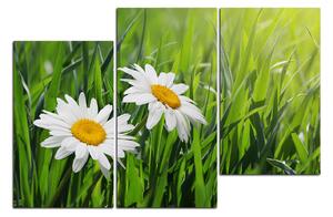 Slika na platnu - Kamilica u travi 185C (120x80 cm)