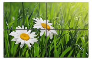 Slika na platnu - Kamilica u travi 185E (150x100 cm)