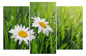 Slika na platnu - Kamilica u travi 185D (120x80 cm)
