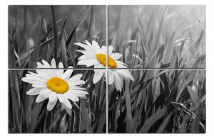 Slika na platnu - Kamilica u travi 185FE (150x100 cm)