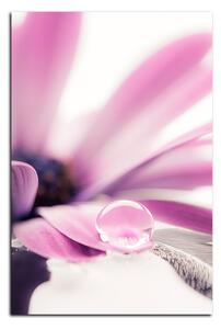 Slika na platnu - Kap rose na laticama cvijeta - pravokutnik 780A (60x40 cm)