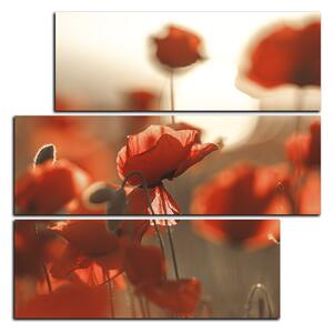 Slika na platnu - Maky na slnku - štvorec 393FD (75x75 cm)