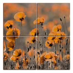 Slika na platnu - Prekrasni divlji makovi - kvadrat 397QD (60x60 cm)
