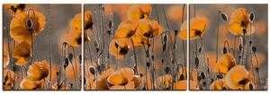 Slika na platnu - Prekrasni divlji makovi - panorama 597QC (150x50 cm)