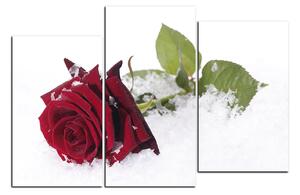 Slika na platnu - Ruža u snijegu 1103D (90x60 cm)