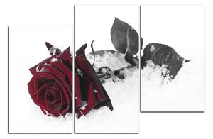 Slika na platnu - Ruža u snijegu 1103FC (90x60 cm)