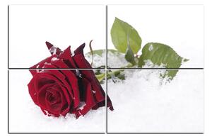 Slika na platnu - Ruža u snijegu 1103E (90x60 cm)