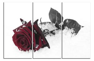Slika na platnu - Ruža u snijegu 1103FB (90x60 cm )