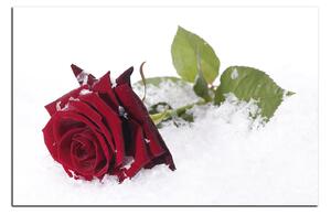 Slika na platnu - Ruža u snijegu 1103A (90x60 cm )