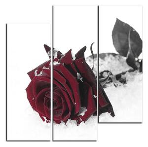 Slika na platnu - Ruža u snijegu - kvadrat 3103FB (75x75 cm)