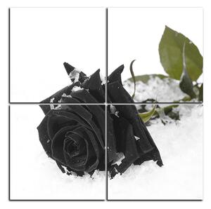 Slika na platnu - Ruža u snijegu - kvadrat 3103QD (60x60 cm)