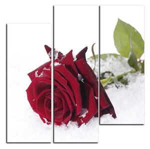 Slika na platnu - Ruža u snijegu - kvadrat 3103B (75x75 cm)