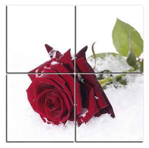 Slika na platnu - Ruža u snijegu - kvadrat 3103D (60x60 cm)