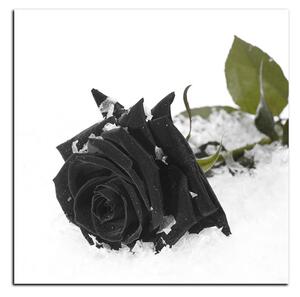 Slika na platnu - Ruža u snijegu - kvadrat 3103QA (50x50 cm)