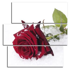 Slika na platnu - Ruža u snijegu - kvadrat 3103C (75x75 cm)