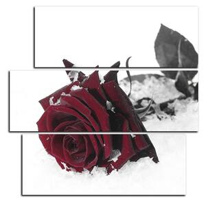 Slika na platnu - Ruža u snijegu - kvadrat 3103FC (75x75 cm)