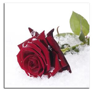 Slika na platnu - Ruža u snijegu - kvadrat 3103A (50x50 cm)