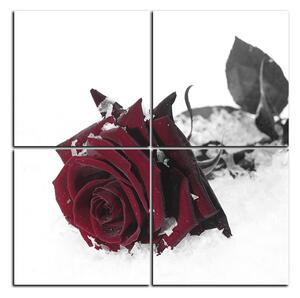 Slika na platnu - Ruža u snijegu - kvadrat 3103FD (60x60 cm)