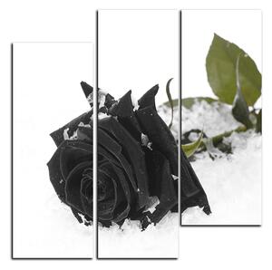 Slika na platnu - Ruža u snijegu - kvadrat 3103QB (75x75 cm)