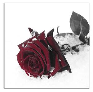 Slika na platnu - Ruža u snijegu - kvadrat 3103FA (50x50 cm)