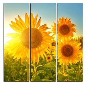 Slika na platnu - Suncokreti ljeti - kvadrat 3145B (75x75 cm)