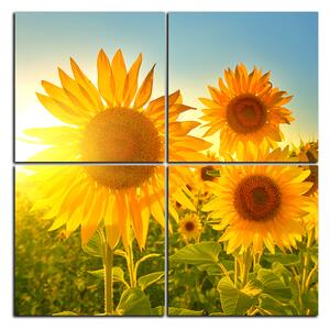 Slika na platnu - Suncokreti ljeti - kvadrat 3145E (60x60 cm)