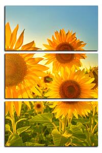 Slika na platnu - Suncokreti ljeti - pravokutnik 7145B (90x60 cm )