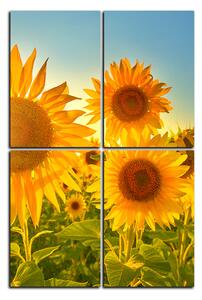 Slika na platnu - Suncokreti ljeti - pravokutnik 7145D (120x80 cm)
