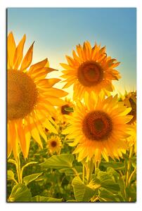 Slika na platnu - Suncokreti ljeti - pravokutnik 7145A (60x40 cm)