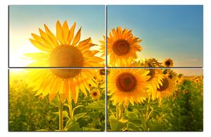 Slika na platnu - Suncokreti ljeti 1145E (150x100 cm)