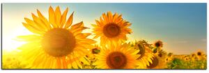 Slika na platnu - Suncokreti ljeti - panorama 5145A (105x35 cm)