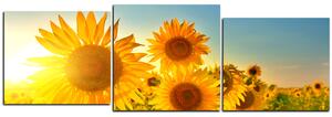 Slika na platnu - Suncokreti ljeti - panorama 5145D (150x50 cm)