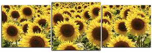 Slika na platnu - Suncokret - panorama 5146D (150x50 cm)