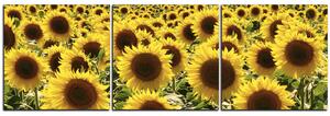 Slika na platnu - Suncokret - panorama 5146B (90x30 cm)