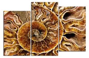 Slika na platnu - Tekstura fosila 1174D (120x80 cm)