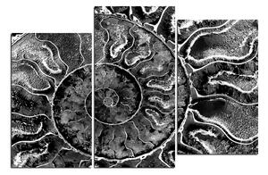 Slika na platnu - Tekstura fosila 1174QD (90x60 cm)