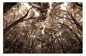 Slika na platnu - Zeleno drveće u šumi 1194FA (90x60 cm )