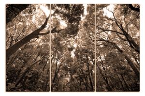Slika na platnu - Zeleno drveće u šumi 1194FB (120x80 cm)