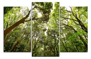 Slika na platnu - Zeleno drveće u šumi 1194C (90x60 cm)