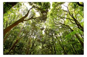 Slika na platnu - Zeleno drveće u šumi 1194A (60x40 cm)