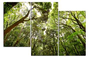Slika na platnu - Zeleno drveće u šumi 1194D (105x70 cm)