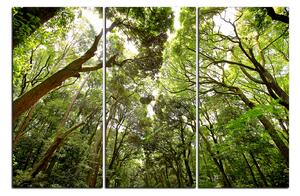 Slika na platnu - Zeleno drveće u šumi 1194B (90x60 cm )